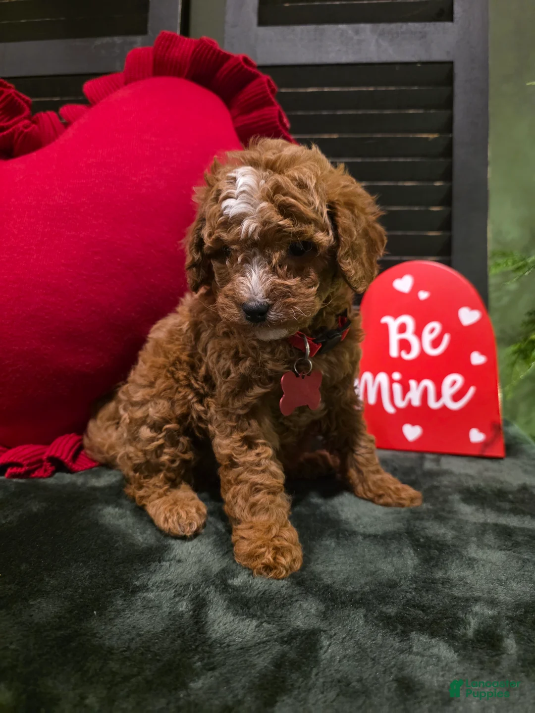 Mini Bernedoodle dogs for sale: Jax  - Ad 8