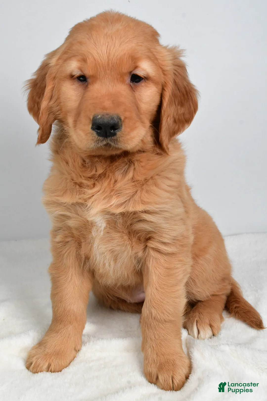 Golden Retriever dogs for sale: Anna - Ad 2