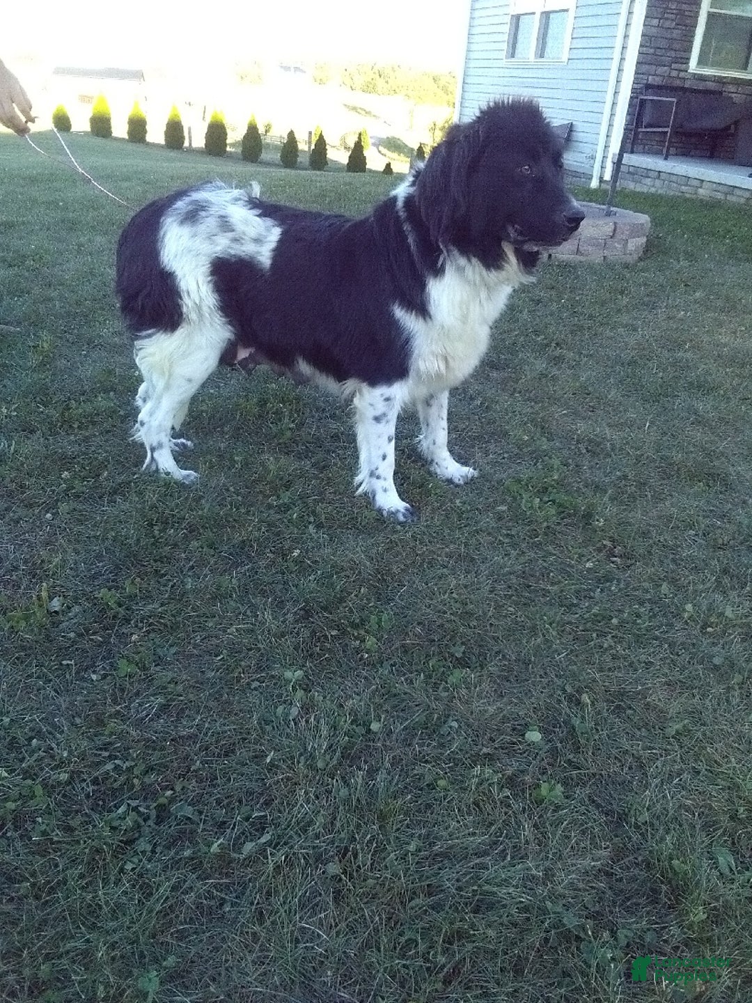 Newfoundland dogs for sale: Bear - Ad 9