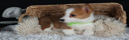Welsh Corgi Pembroke dogs for sale: Hudson - Ad 26