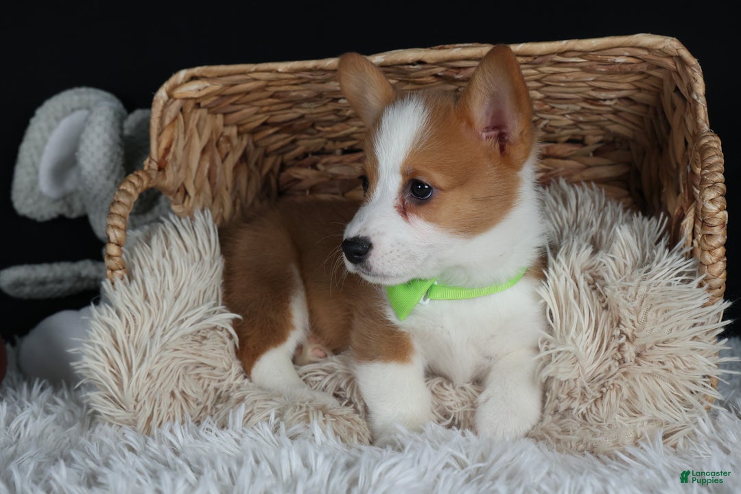 Welsh Corgi Pembroke dogs for sale: Hudson - Ad 26