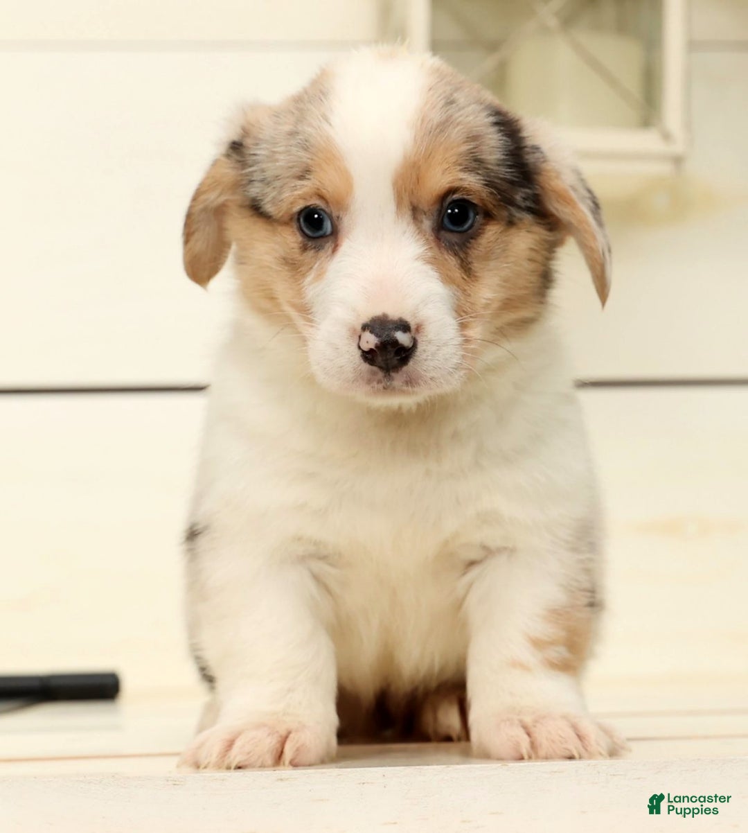 Welsh Corgi Pembroke dogs for sale: Chloe - Ad 3