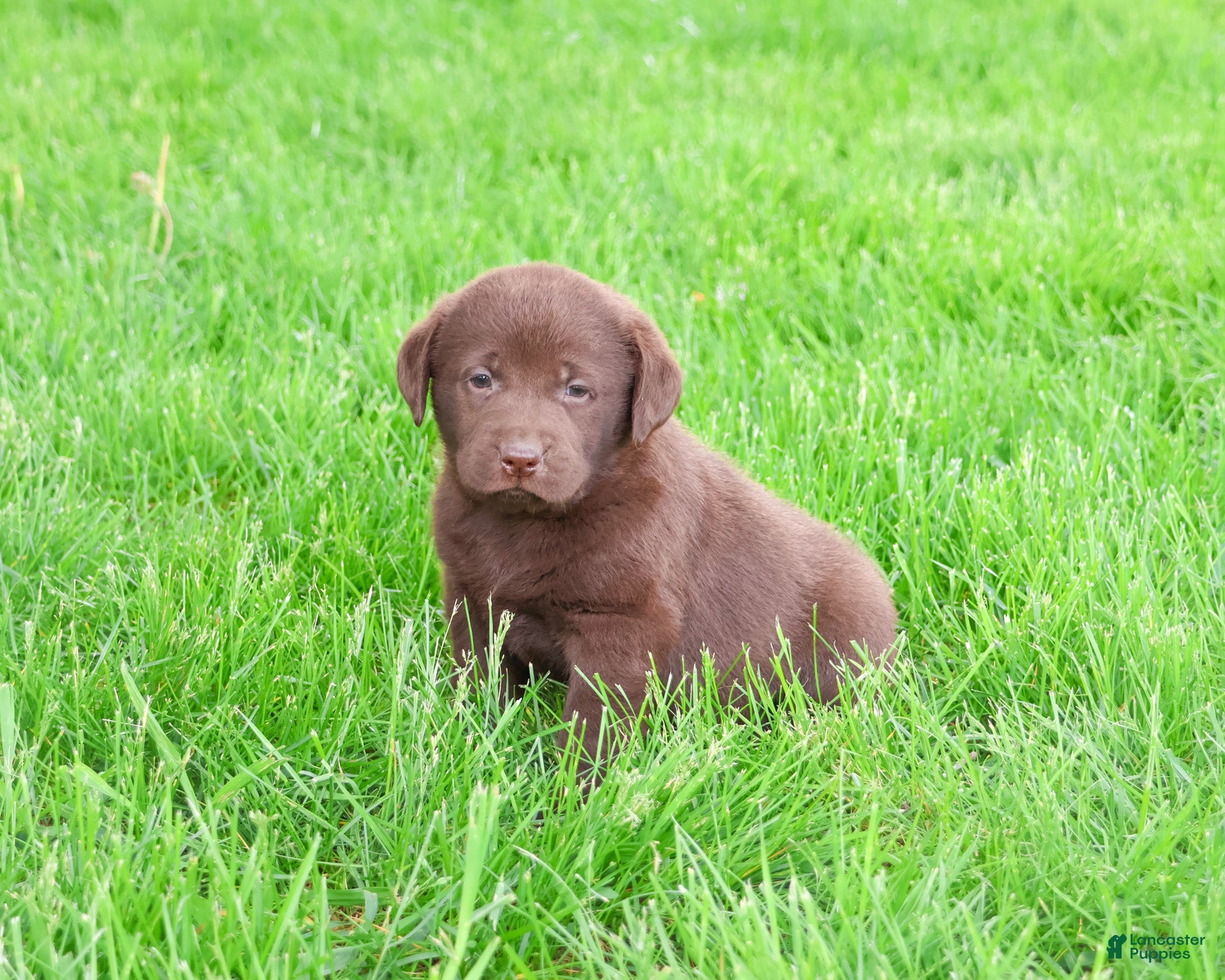 Labrador Retriever dogs Zoey  - Ad 27