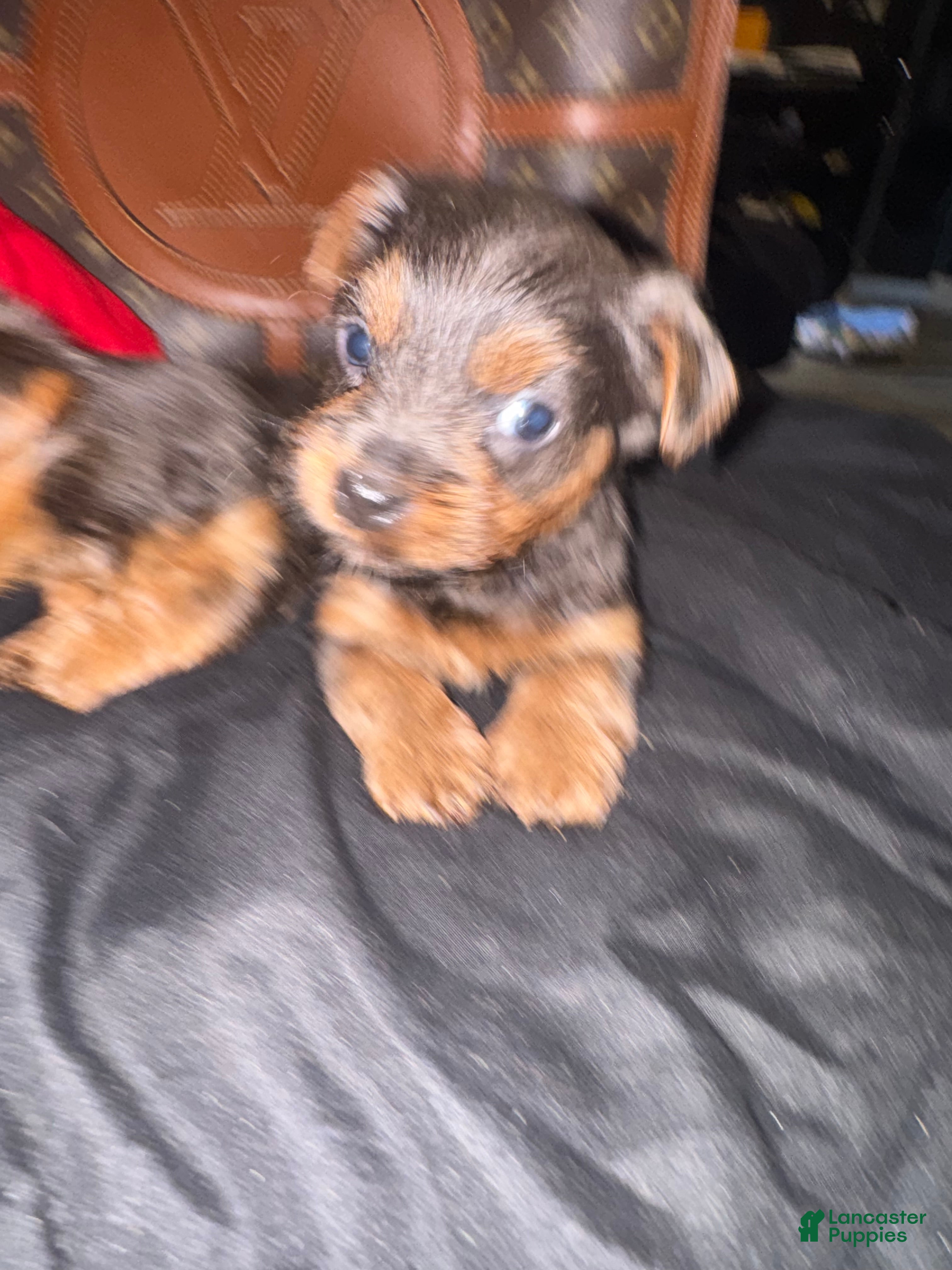 Yorkiepoo dogs Yorkiepoo 3 - Ad 13