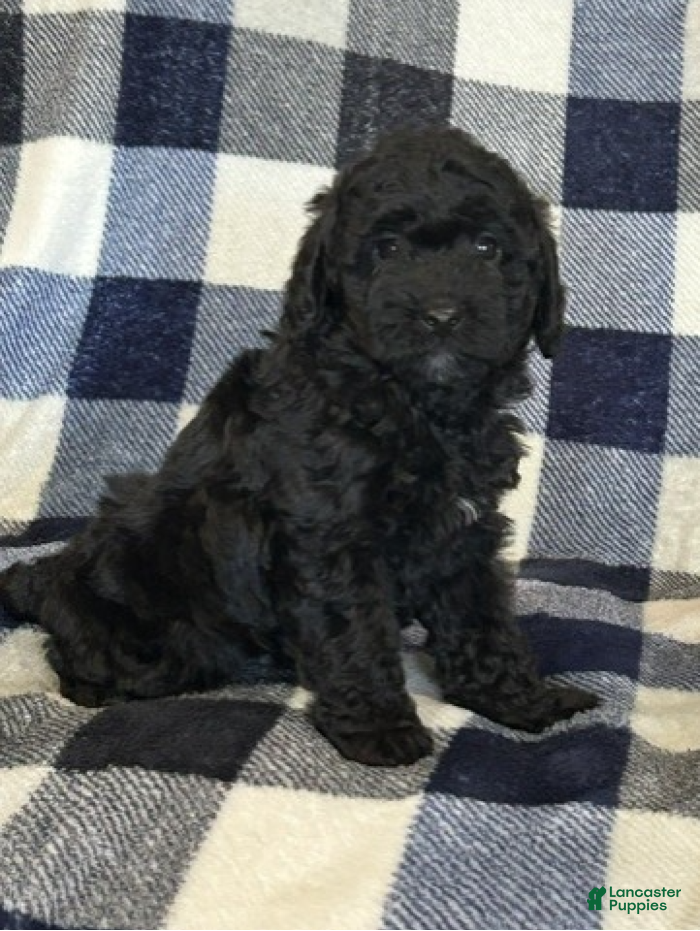 Miniature Poodle dogs for sale: Blacky - Ad 4