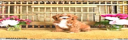 Cavapoo dogs for sale: Marshal - Ad 1