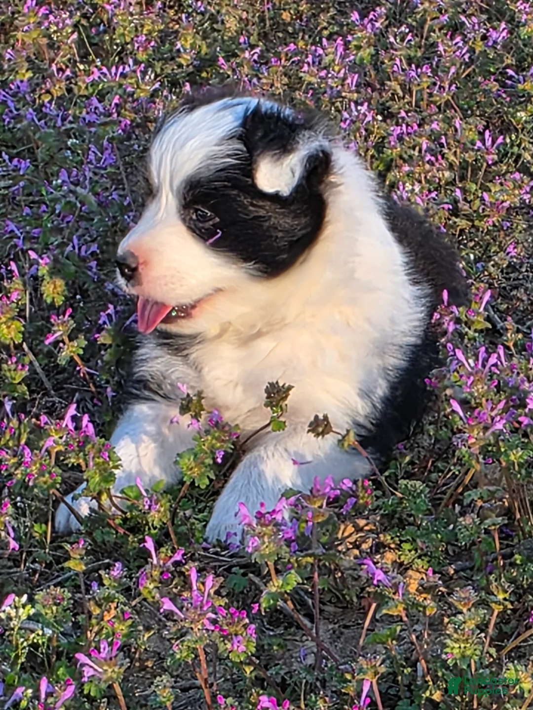 Border Collie dogs for sale: Border Collie Puppy 2 - Ad 1
