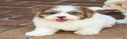 Shihpoo dogs for sale: Winston - Ad 5
