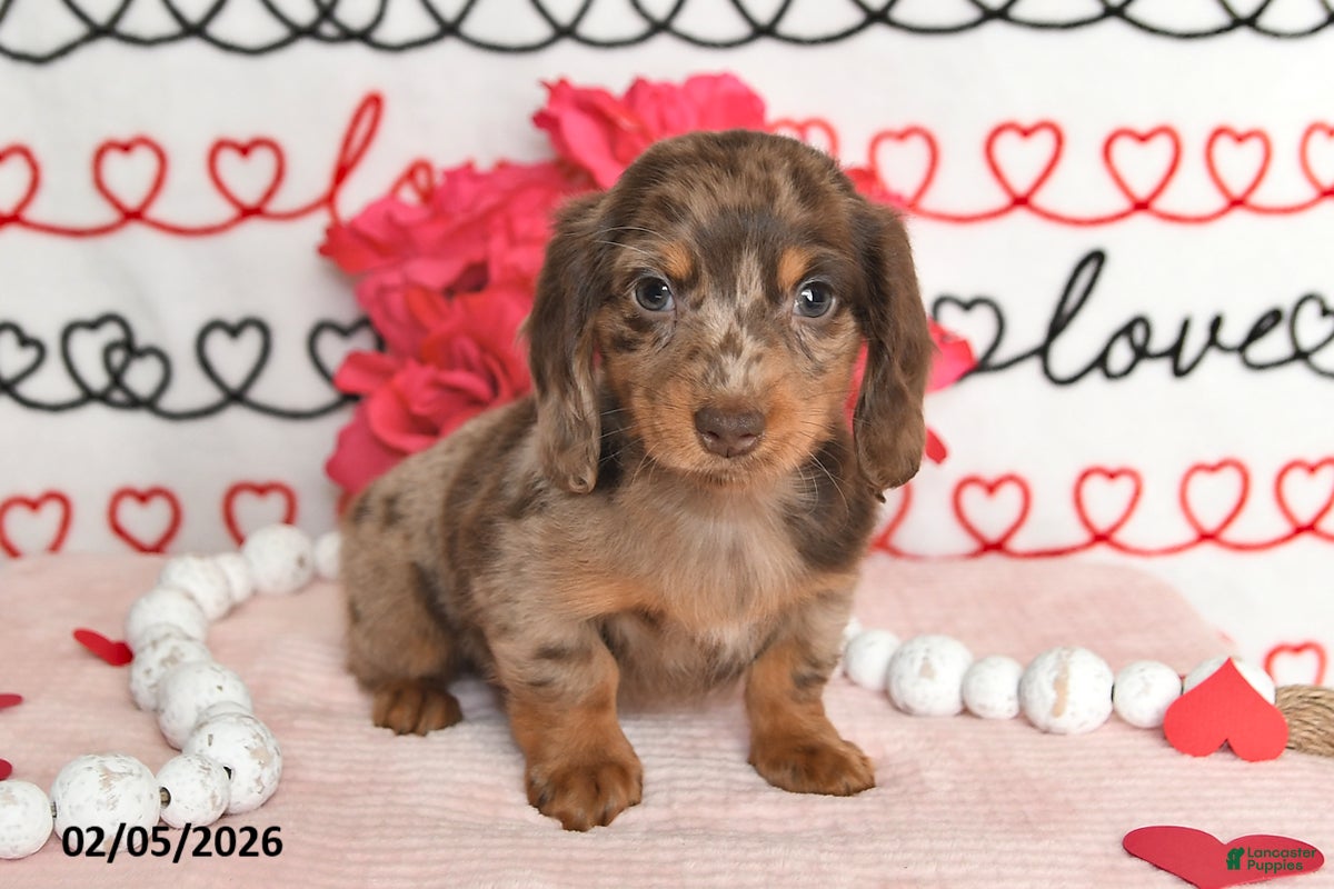 Miniature Dachshund dogs Harmony - Ad 7