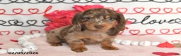 Miniature Dachshund dogs for sale: Harmony - Ad 1