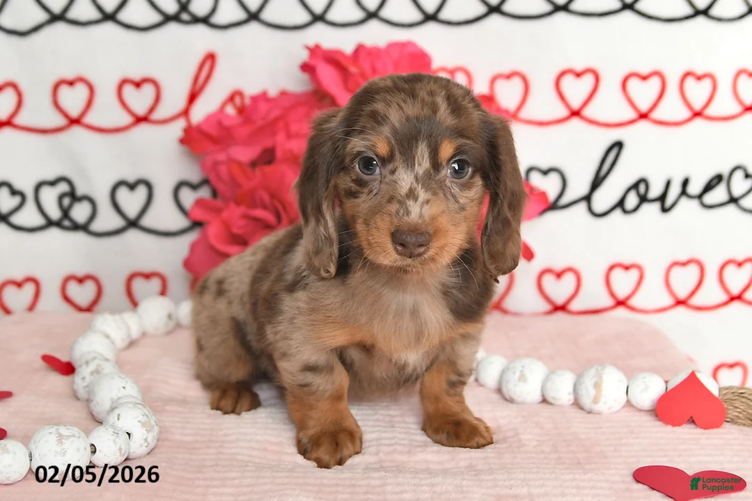 Miniature Dachshund dogs for sale: Harmony - Ad 1