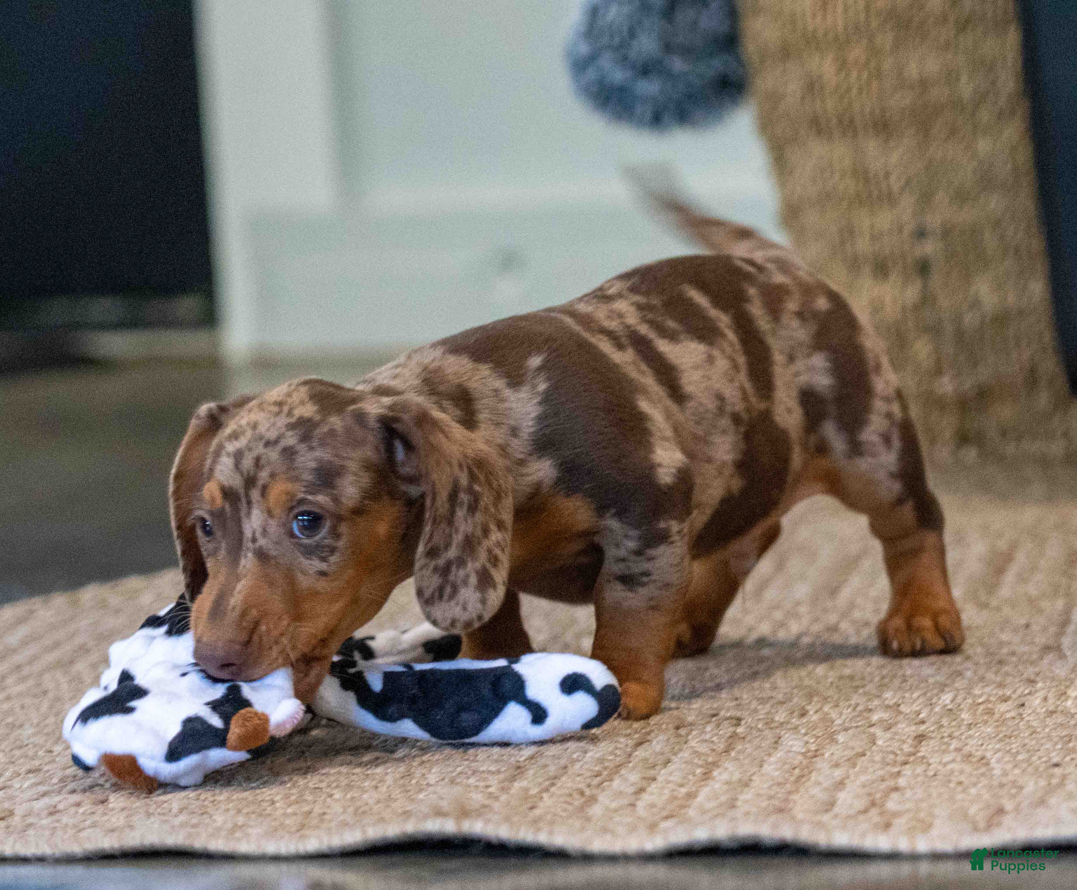 Miniature Dachshund dogs Cocoa - Ad 1