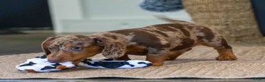 Cocoa