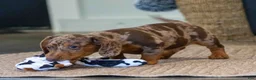Miniature Dachshund dogs for sale: Cocoa - Ad 1