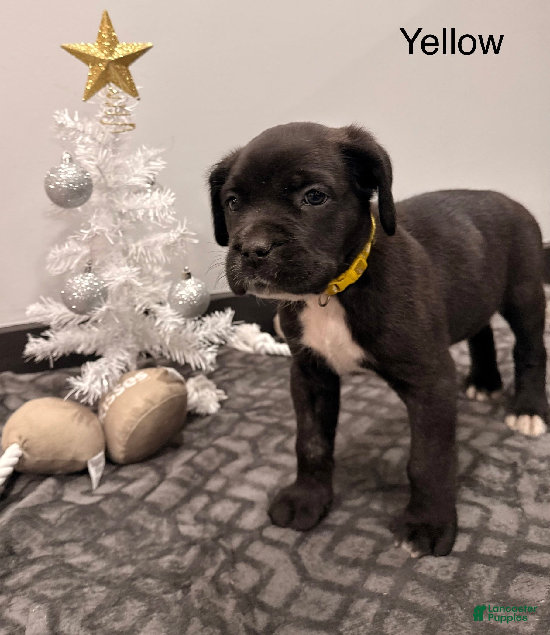Cane Corso dogs Thor (yellow)  - Ad 41