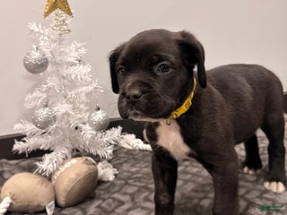 Cane Corso dogs Thor (yellow) - Ad 2