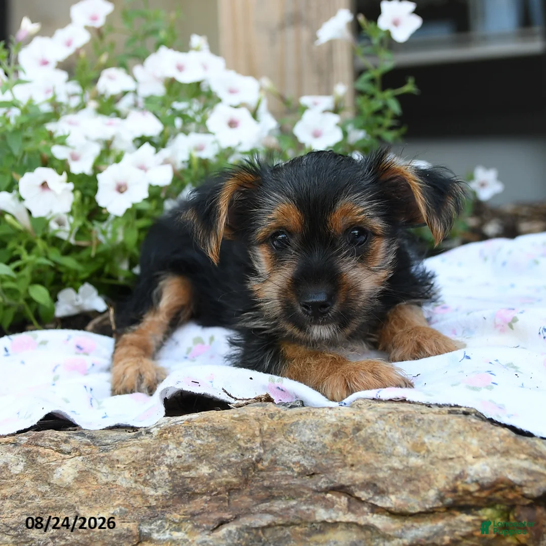 Yorkshire Terrier dogs for sale: Freya - Ad 5