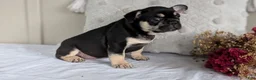 French Bulldog dogs for sale: Finn - Ad 8