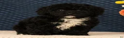 Mini Bernedoodle dogs for sale: Gina - Ad 6