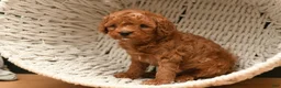 Cavapoo dogs for sale: Max - Ad 2