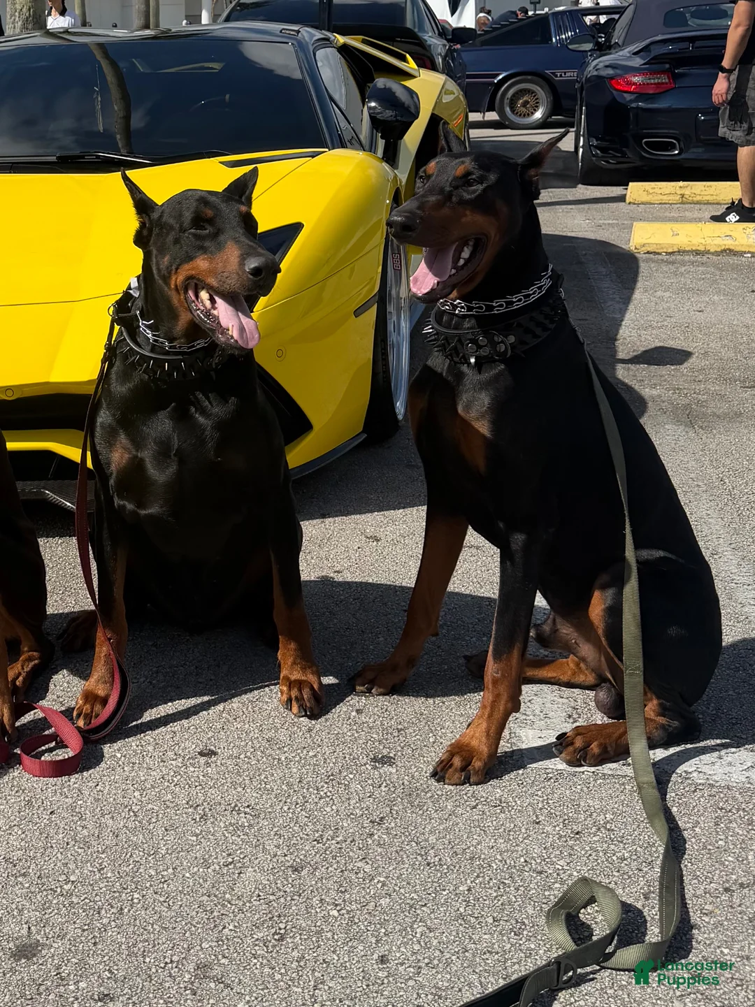 Doberman Pinscher dogs for stud: Doberman studs European  - Ad 3
