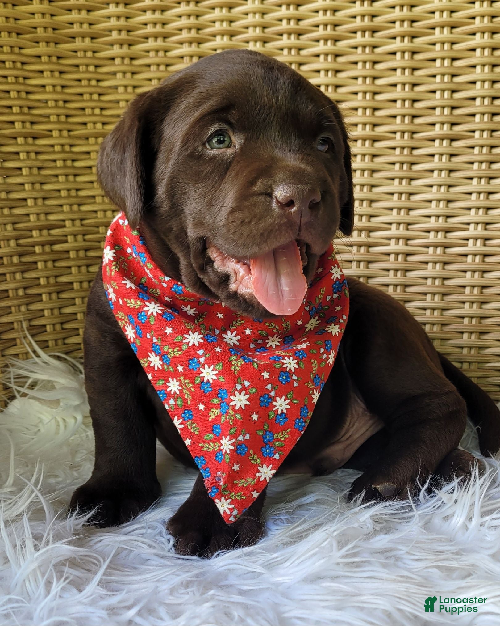 Labrador Retriever dogs Dax - Ad 1
