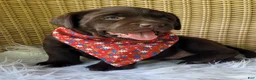 Labrador Retriever dogs for sale: Dax - Ad 1