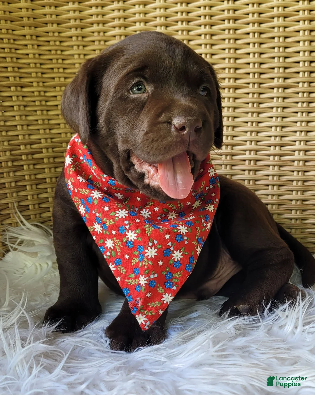 Labrador Retriever dogs for sale: Dax - Ad 1