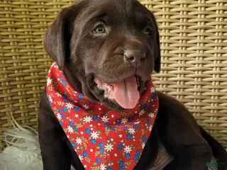 Labrador Retriever dogs for sale: Dax - Ad 2