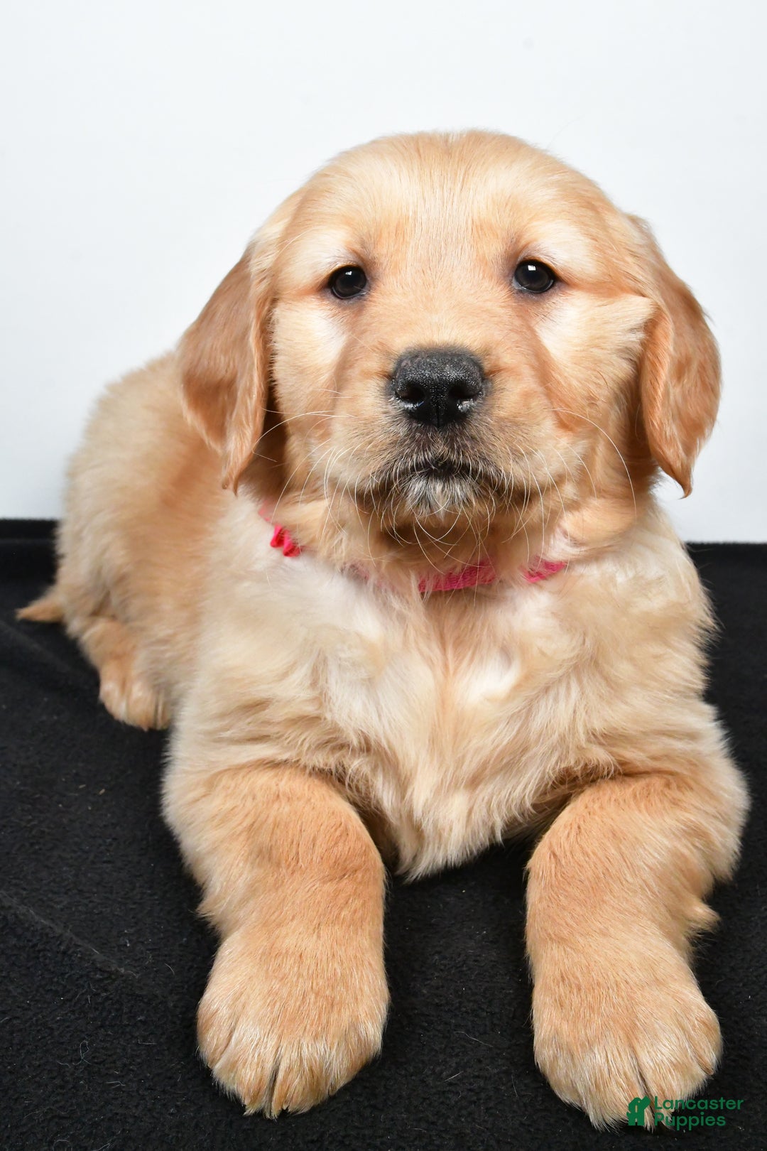 Golden Retriever dogs for sale: Jenny - Ad 7