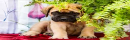 English Mastiff dogs for sale: Marco - Ad 8