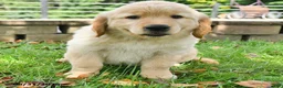 Labrador Retriever dogs for sale: Rex - Ad 1