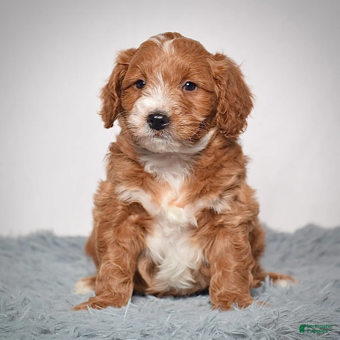 Mini Goldendoodle dogs for sale: Mr. Archie - Ad 5