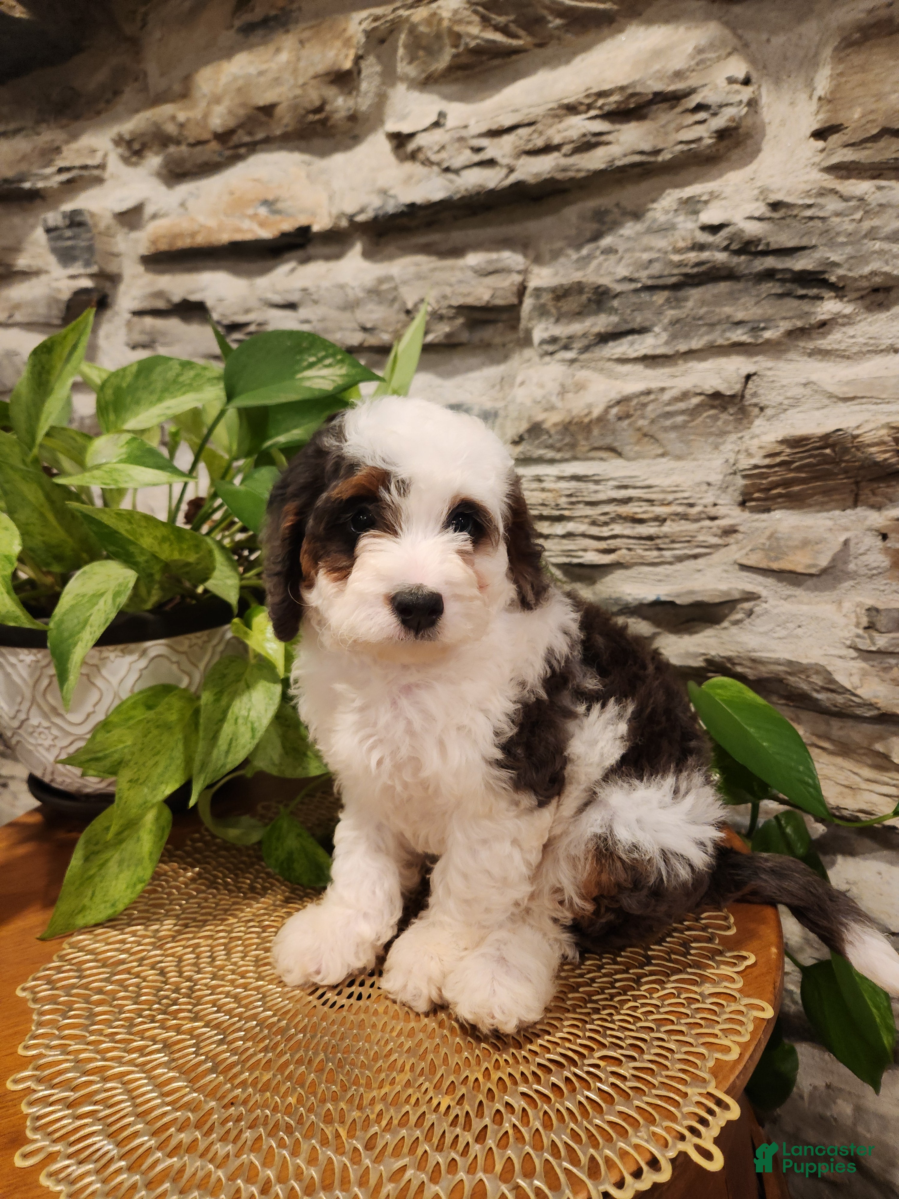 Ellie, Doodle / designer cross