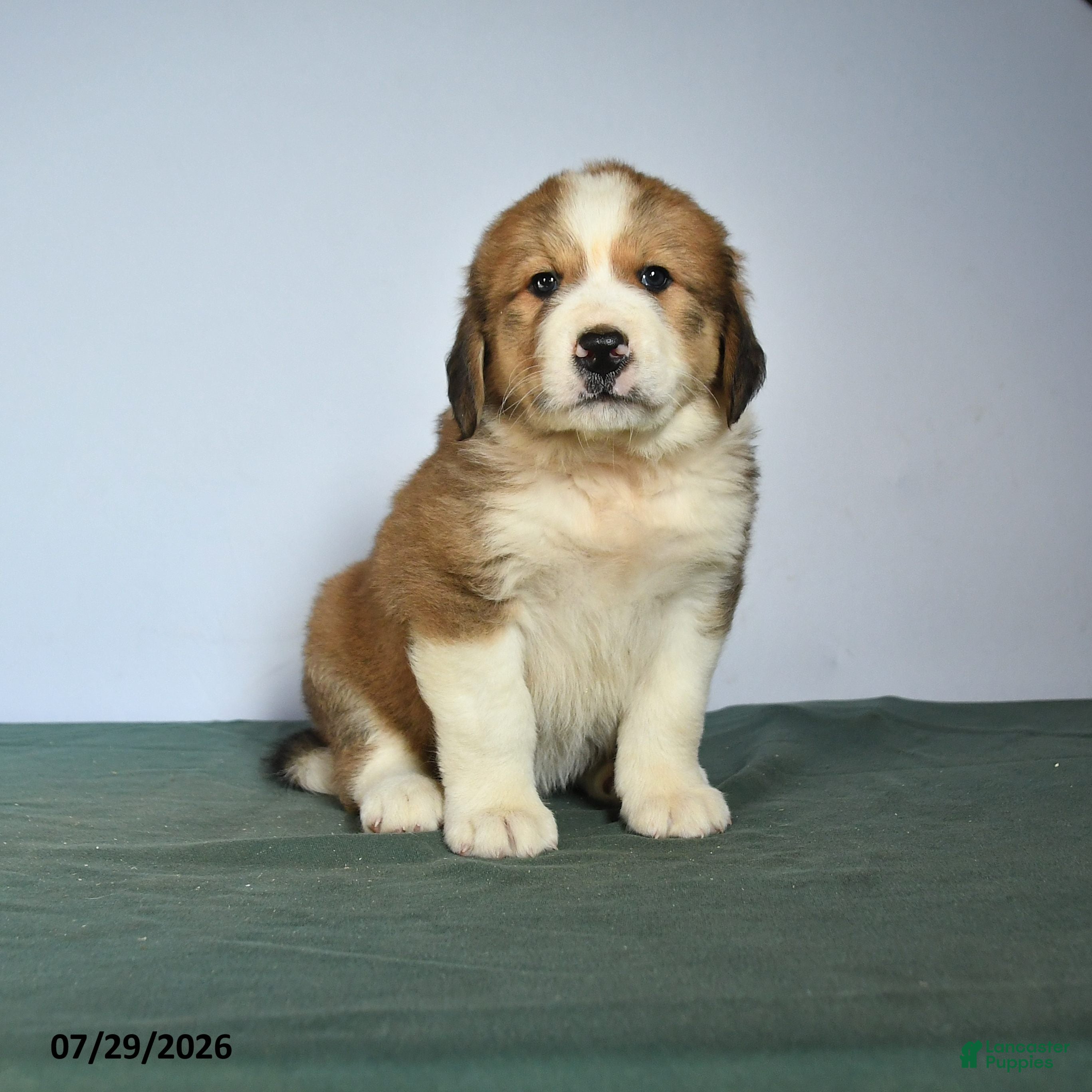 Mixed Breed dogs Chester - Ad 1