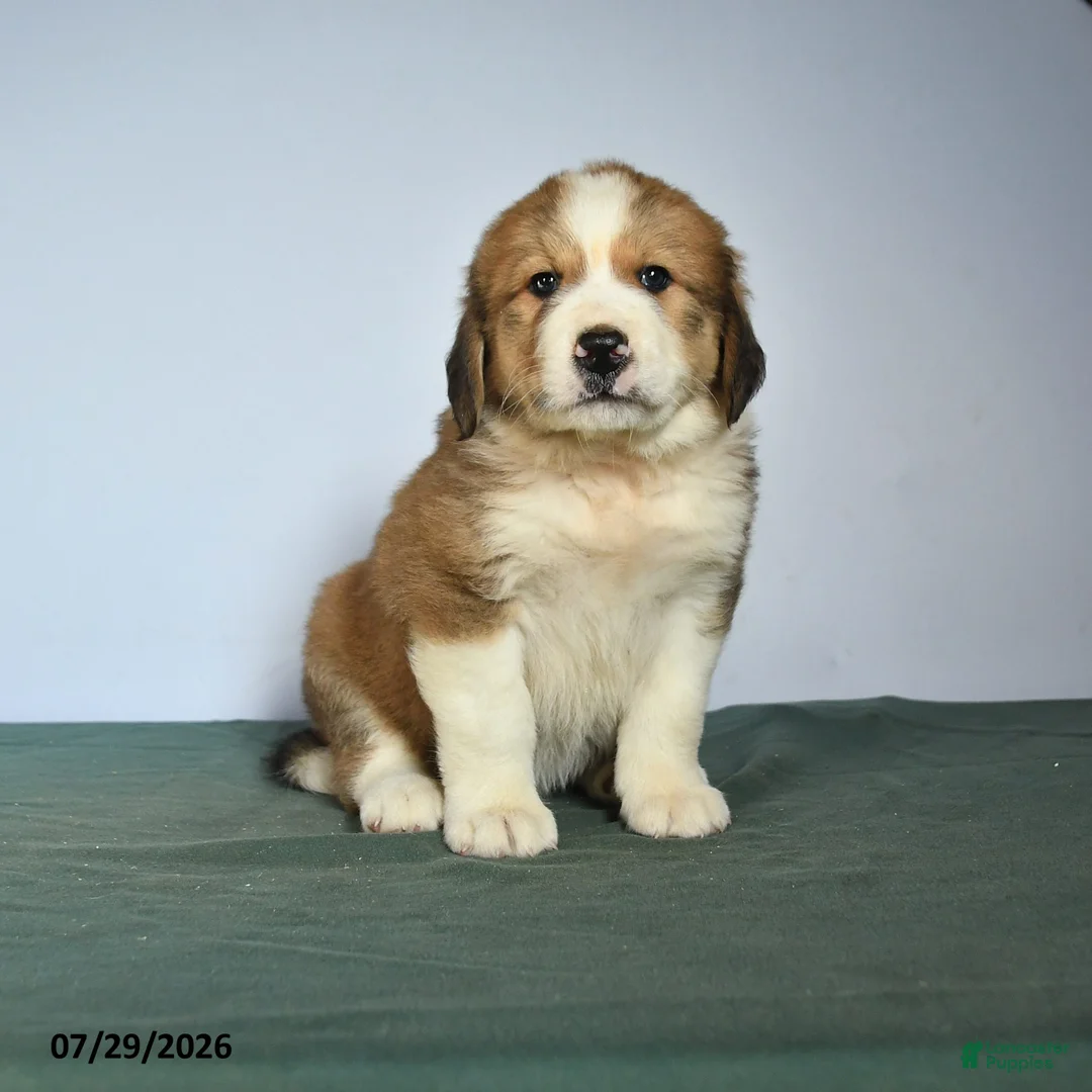 Mixed Breed dogs for sale: Chester - Ad 1