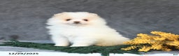 Pomeranian dogs for sale: Eskimo - Ad 3