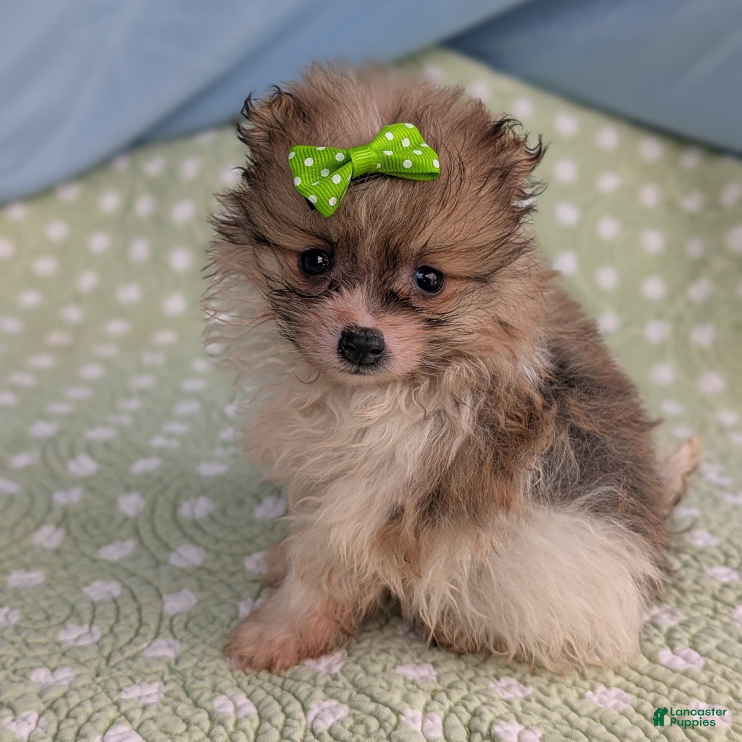 Pomeranian dogs for sale: Yule - Ad 2