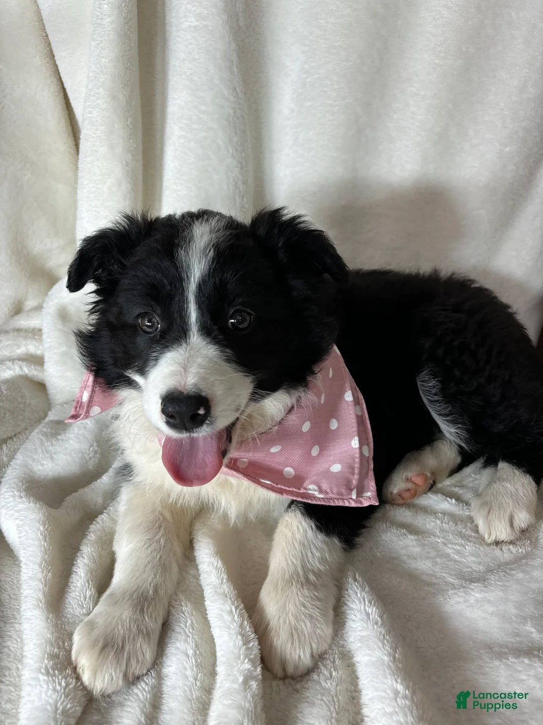 Border Collie dogs for sale: Bella - Ad 5