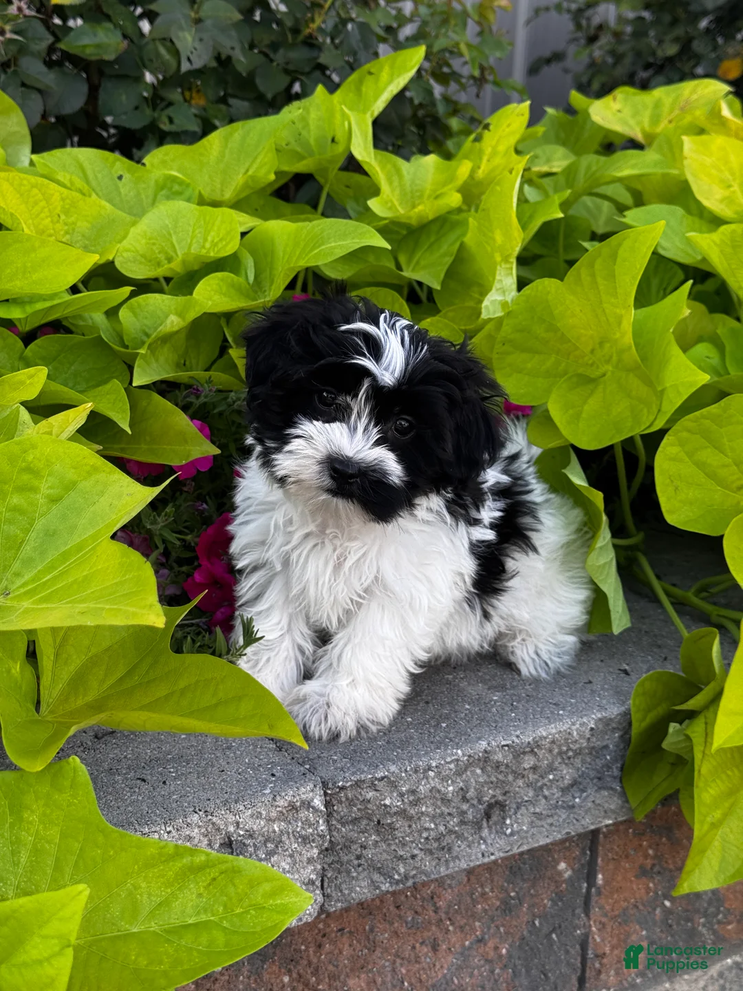 Mixed Breed dogs for sale: Stormy🐾 - Ad 5