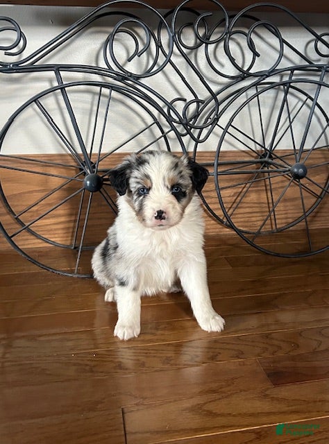 Miniature Australian Shepherd dogs for sale: Miniature Australian Shepherd Puppy 3 - Ad 1
