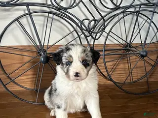 Miniature Australian Shepherd dogs Miniature Australian Shepherd Puppy 3 - Ad 42