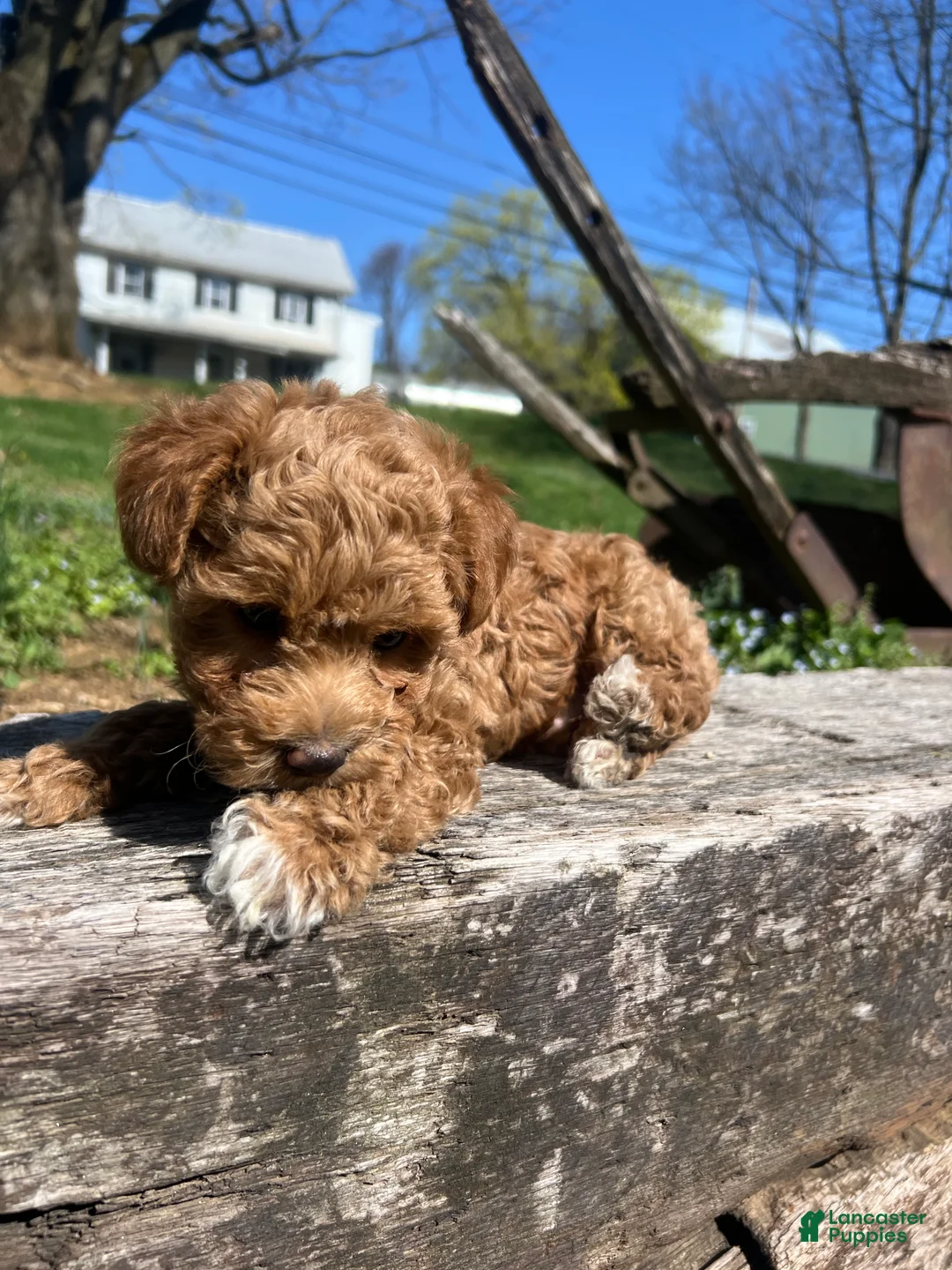 Miniature Poodle dogs for sale: Guapo - Ad 2