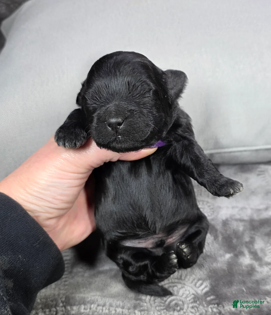 Shihpoo dogs for sale: Shihpoo Puppy 2 - Ad 2