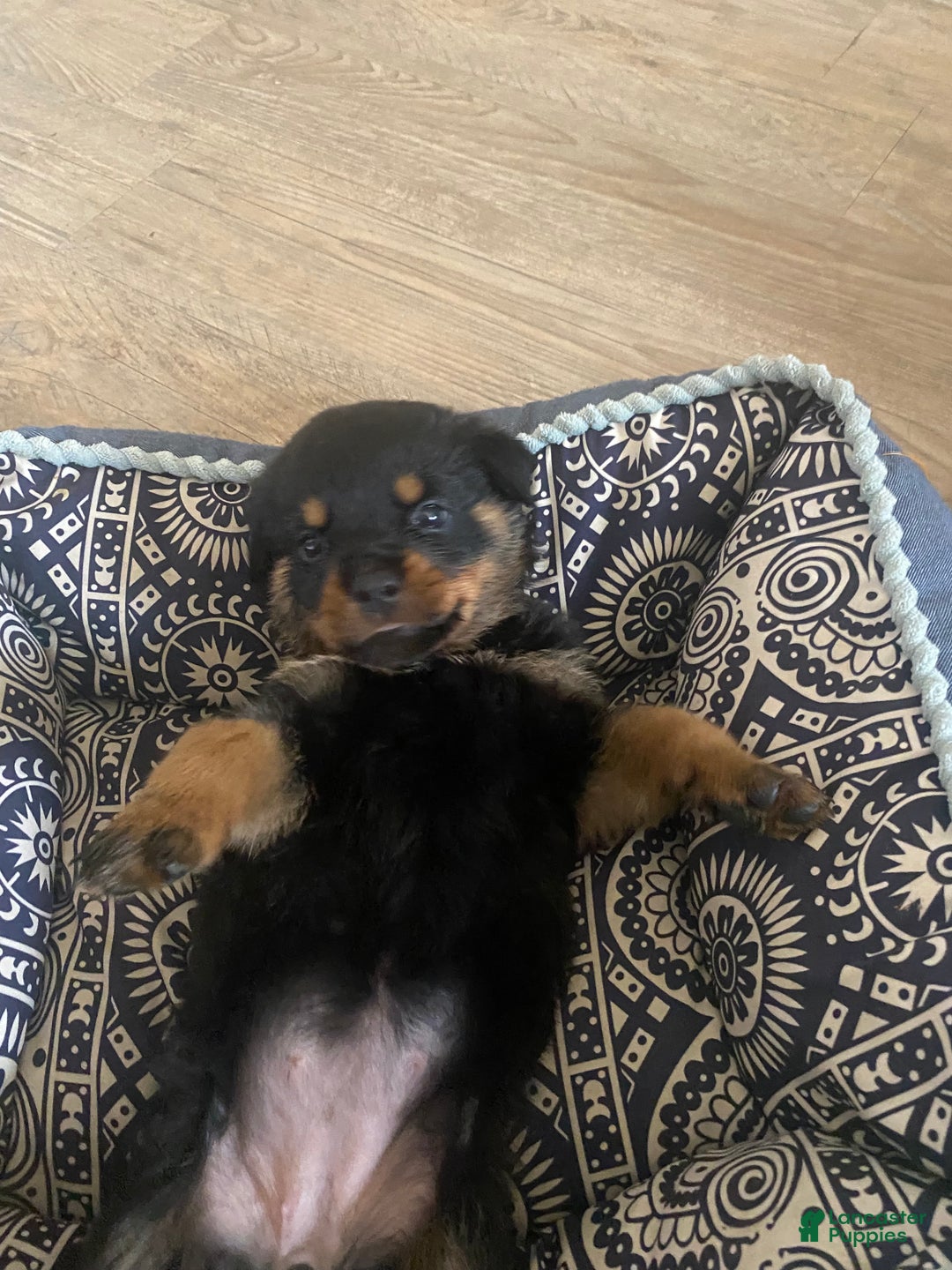 Rottweiler dogs for sale: 2nd Pick Male - Ad 5