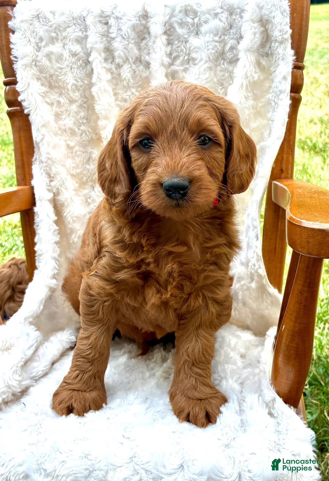 Mini Goldendoodle dogs for sale: Maverick - Ad 1