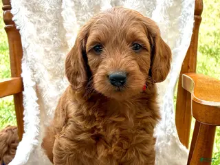 Mini Goldendoodle dogs Maverick - Ad 24