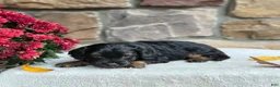 Cavapoo dogs for sale: Bear - Ad 2