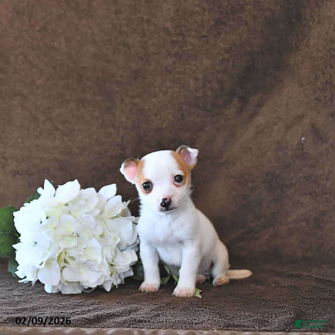 Jack Russell Terrier dogs for sale: Pixie - Ad 1