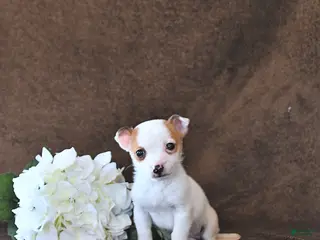 Jack Russell Terrier dogs Pixie - Ad 6